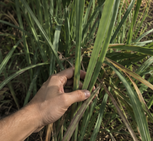 Amber citronella oil bottle with fresh citronella grass